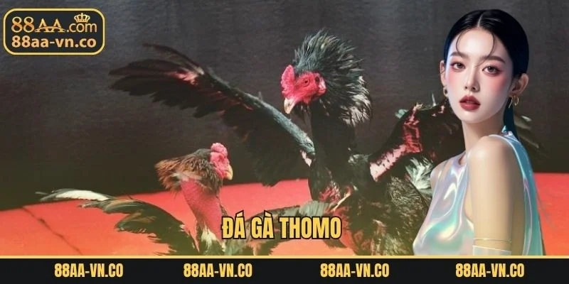 Đá Gà Thomo
