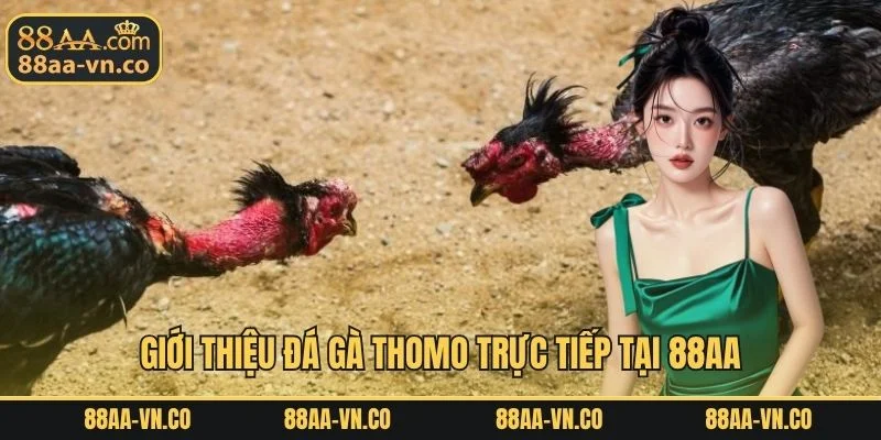 Giới thiệu đá gà Thomo trực tiếp tại 88AA