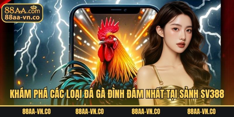 Khám phá các loại đá gà đình đám nhất tại sảnh SV388